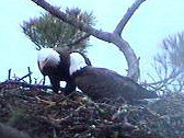 picture of eagles